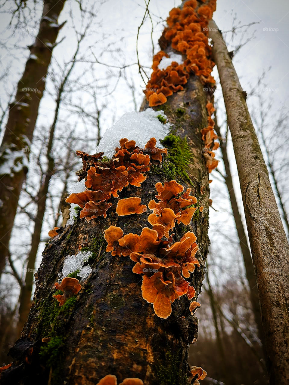 Trees in the forest.  A tree whose trunk is covered with orange mushrooms and green moss.  Tree in winter