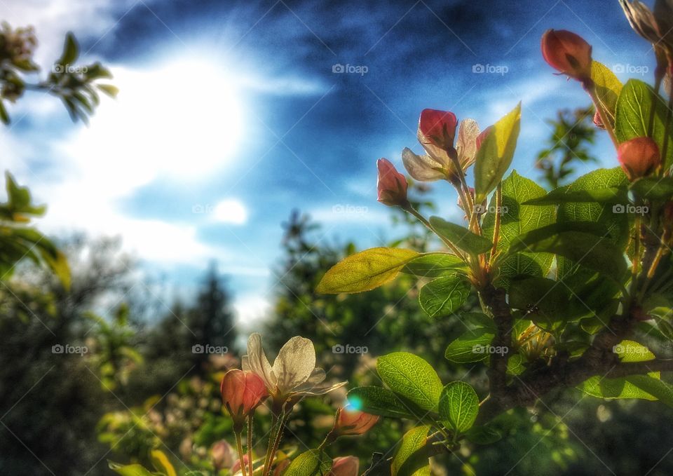 Low angle view of a tree branch