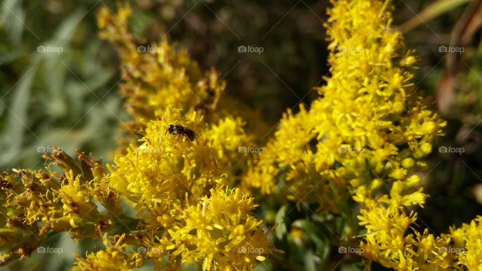 closeup of insects running around on flashy color flowers