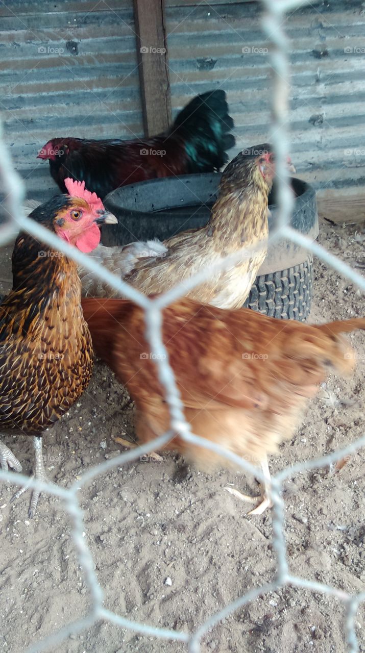 Bird, Poultry, Hen, Farm, Dame