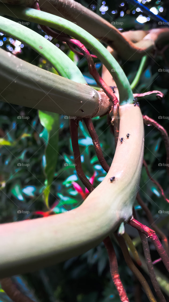 Ants walking on a plant