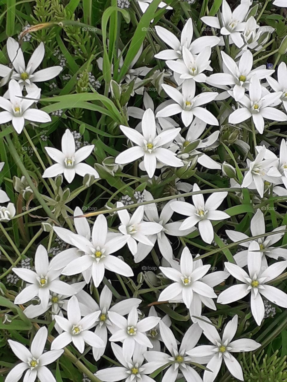 springtime in the country