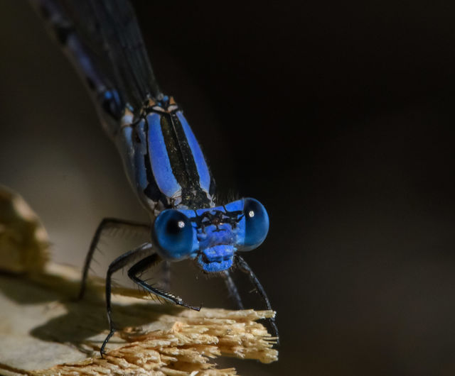 Dragon fly