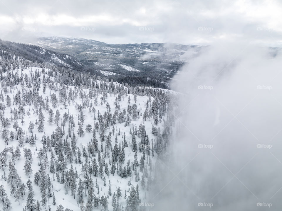 Winter Forest