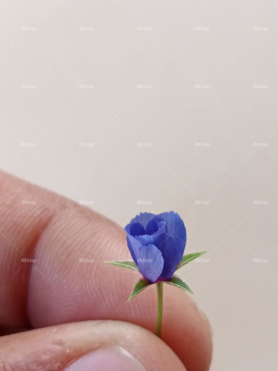 A beautiful picture of mini rose