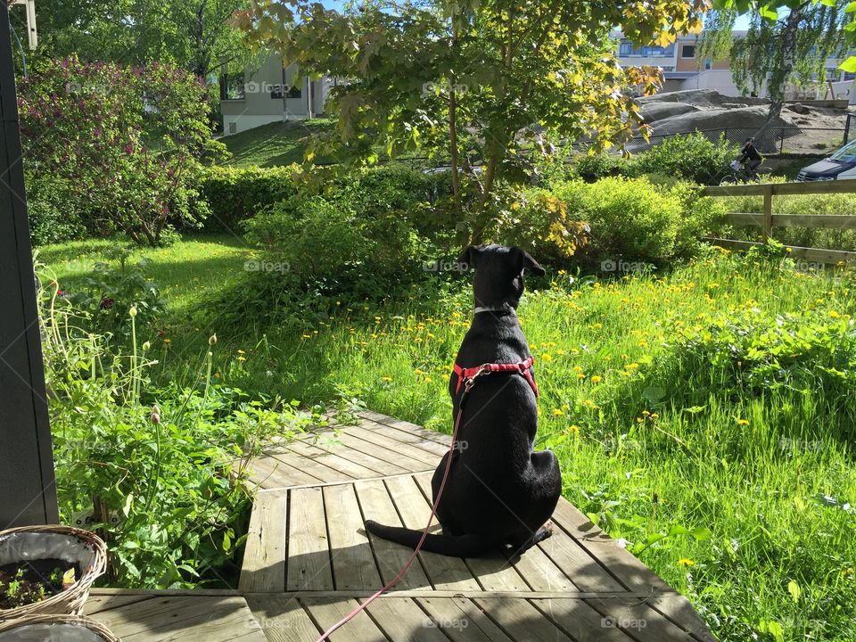 Dana . Sitting in the garden 