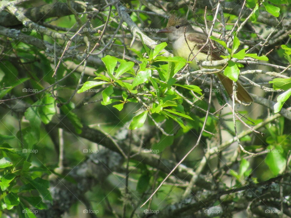 Great crested flycatcher