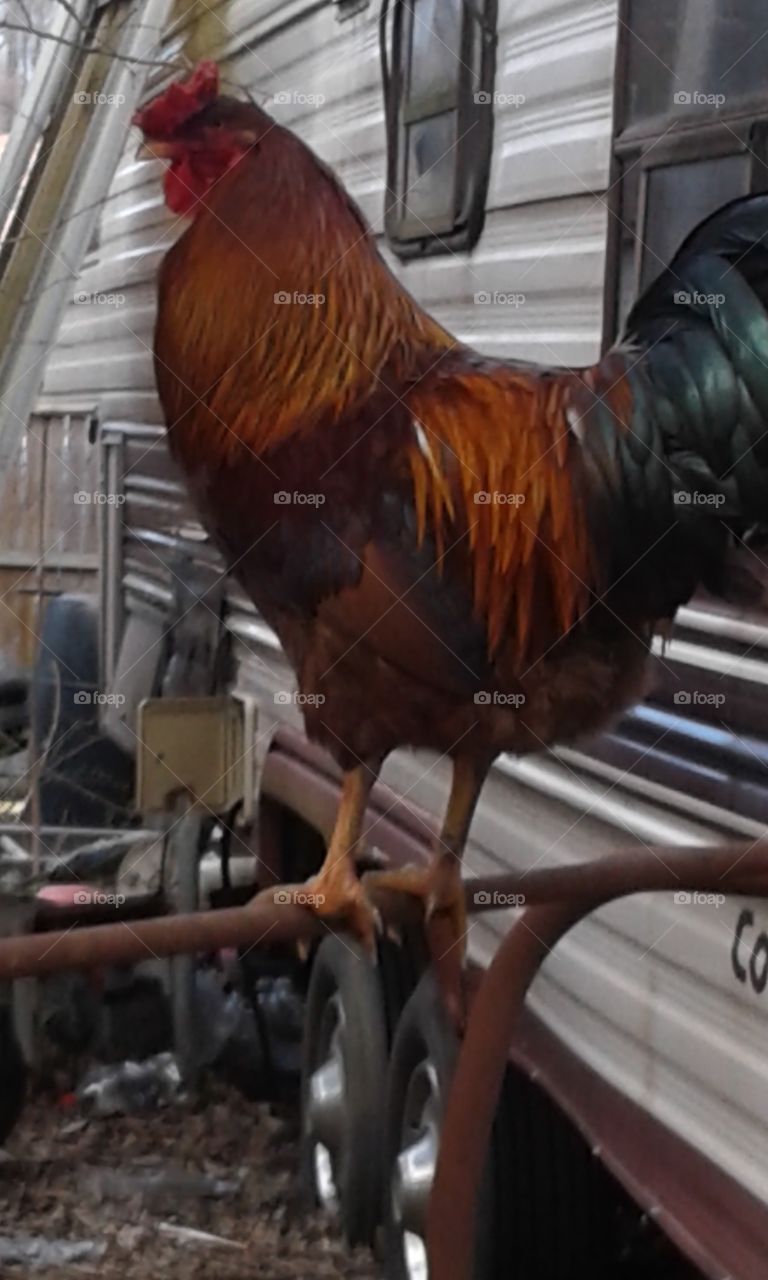 Mad Max is our dominant rooster. Looking mean dude!