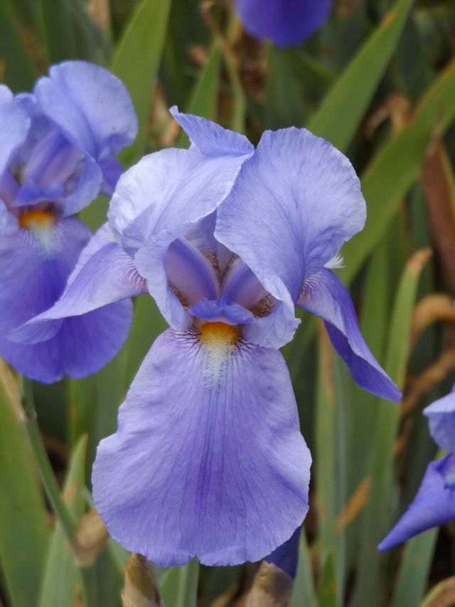 Purple Iris 