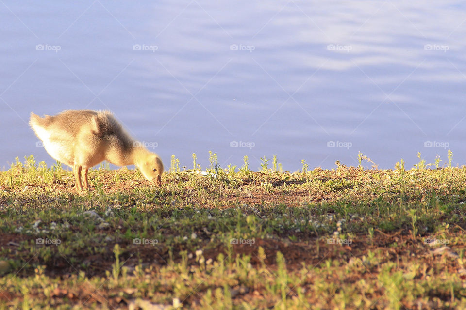 Little yellow duck