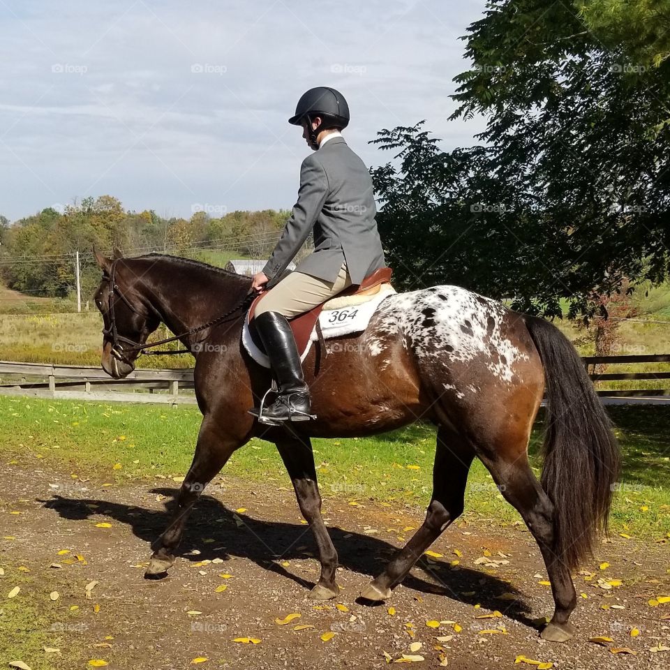 Horse, Seated, Equestrian, Cavalry, Equine