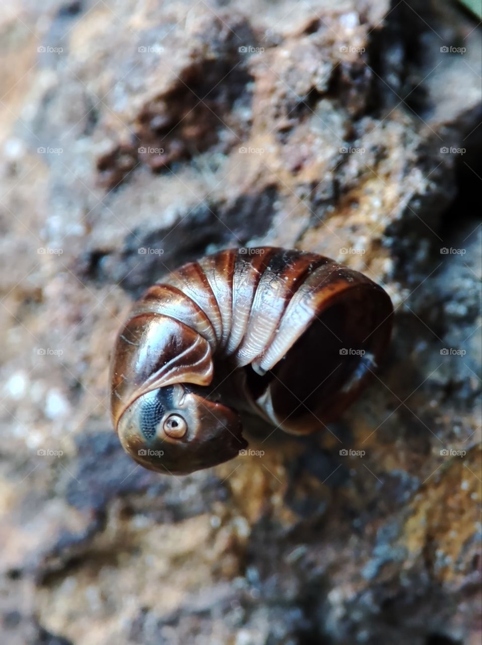 An exoskeleton of Millipede