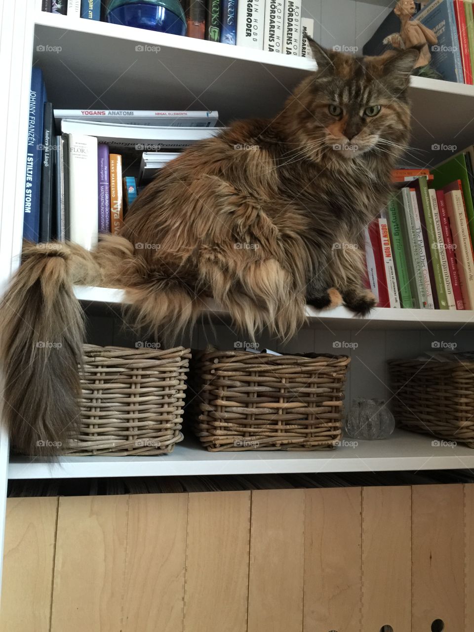Cat in bookshelf
