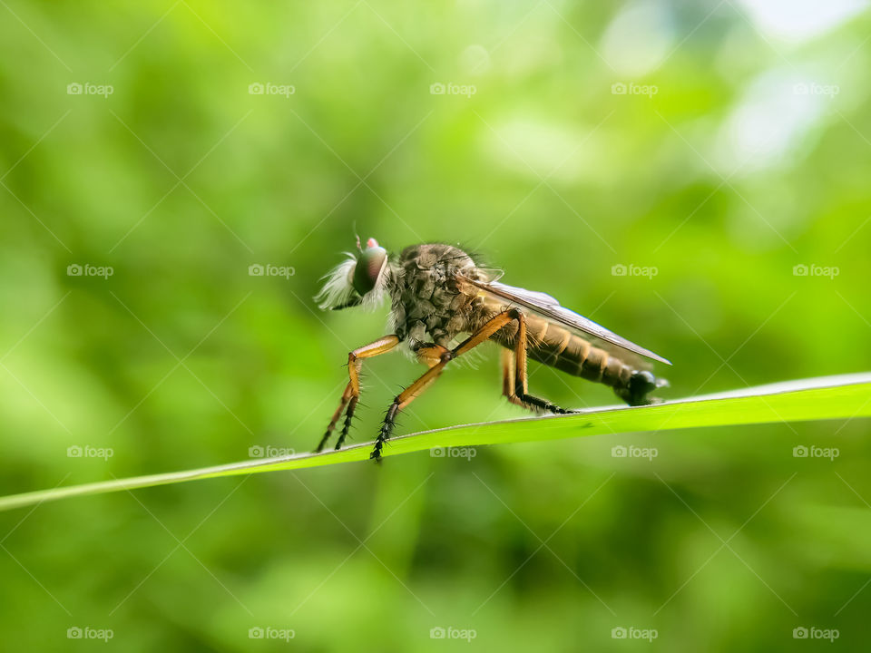 Robber fly, It is a very aggressive predatory Insect, The way they catch their prey is by ambushing it when the prey is flying.