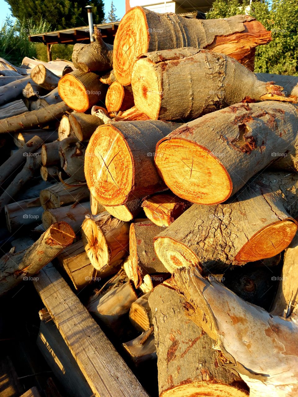 A pile of trunk tree