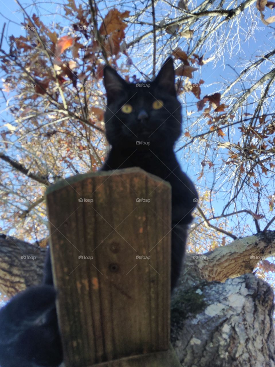 kitty in a tree