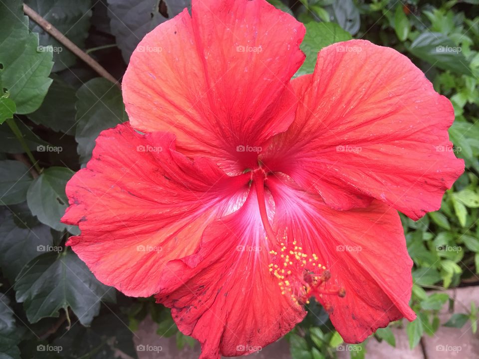 Hibiscus.