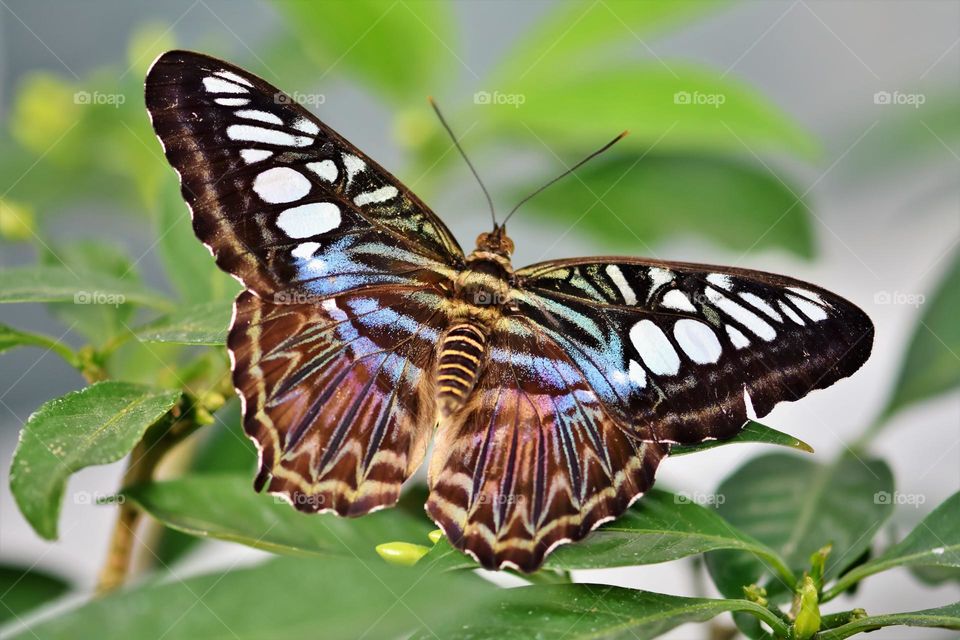 Beautiful and colourful butterfly
