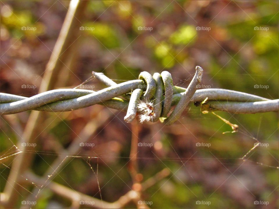 Barbed wire