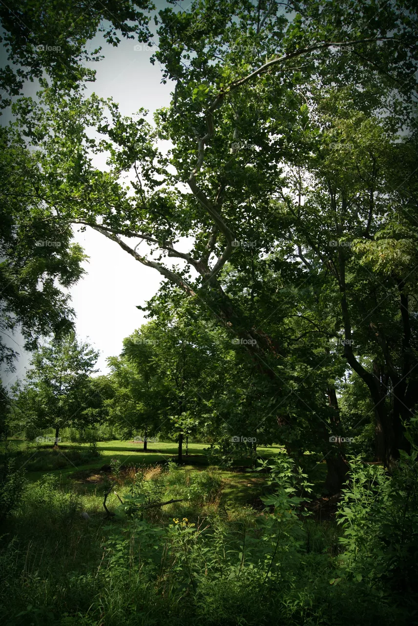 Treescape
