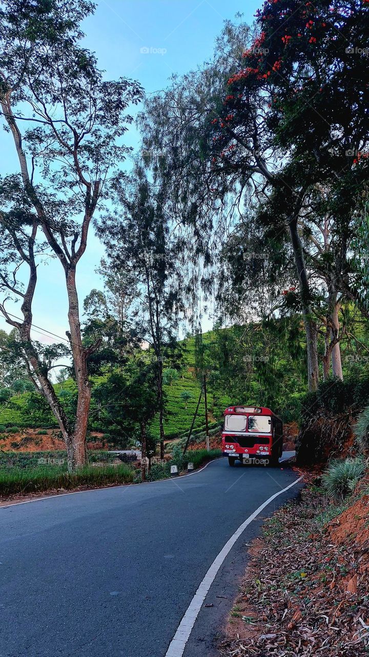 A pop of color against nature's canvas: Exploring upcountry charm on wheels, surrounded by serene tea gardens. 🌳🚌