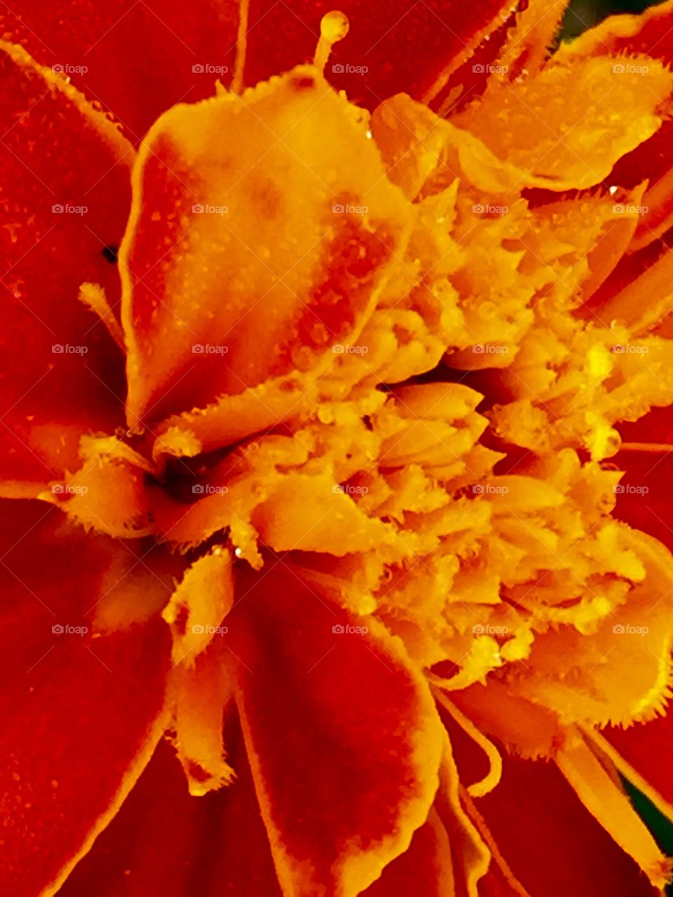 Marigold in bloom