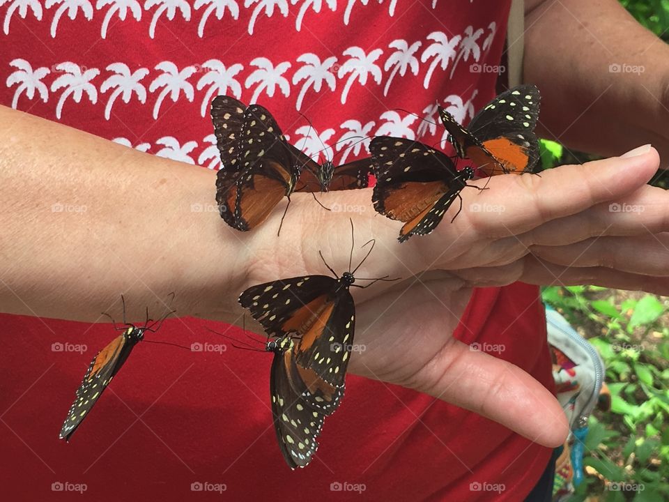 Seven butterflies on a hand.