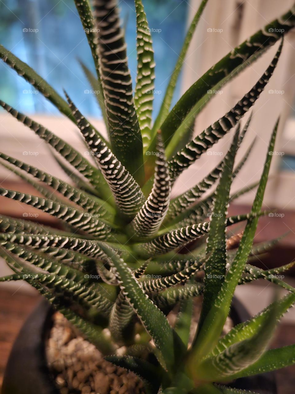 indoor green succulent plant