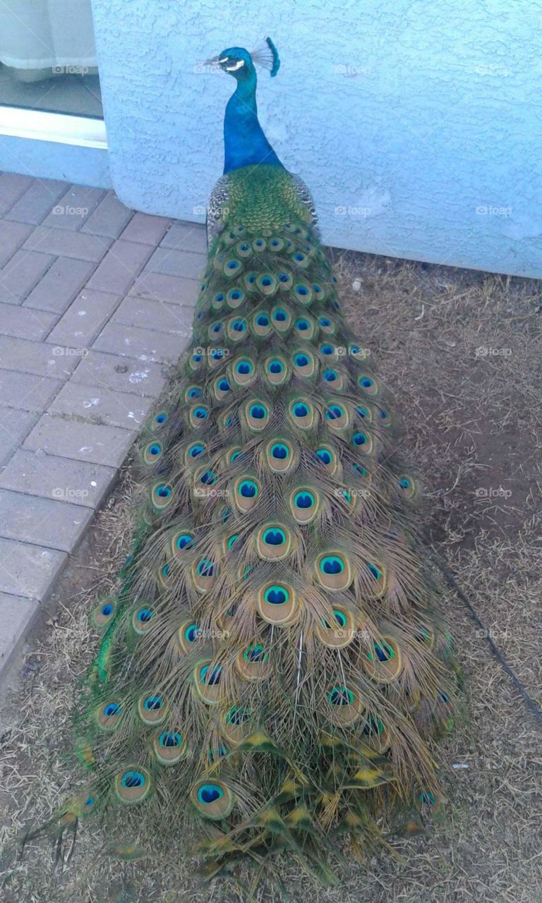 I love my peacock