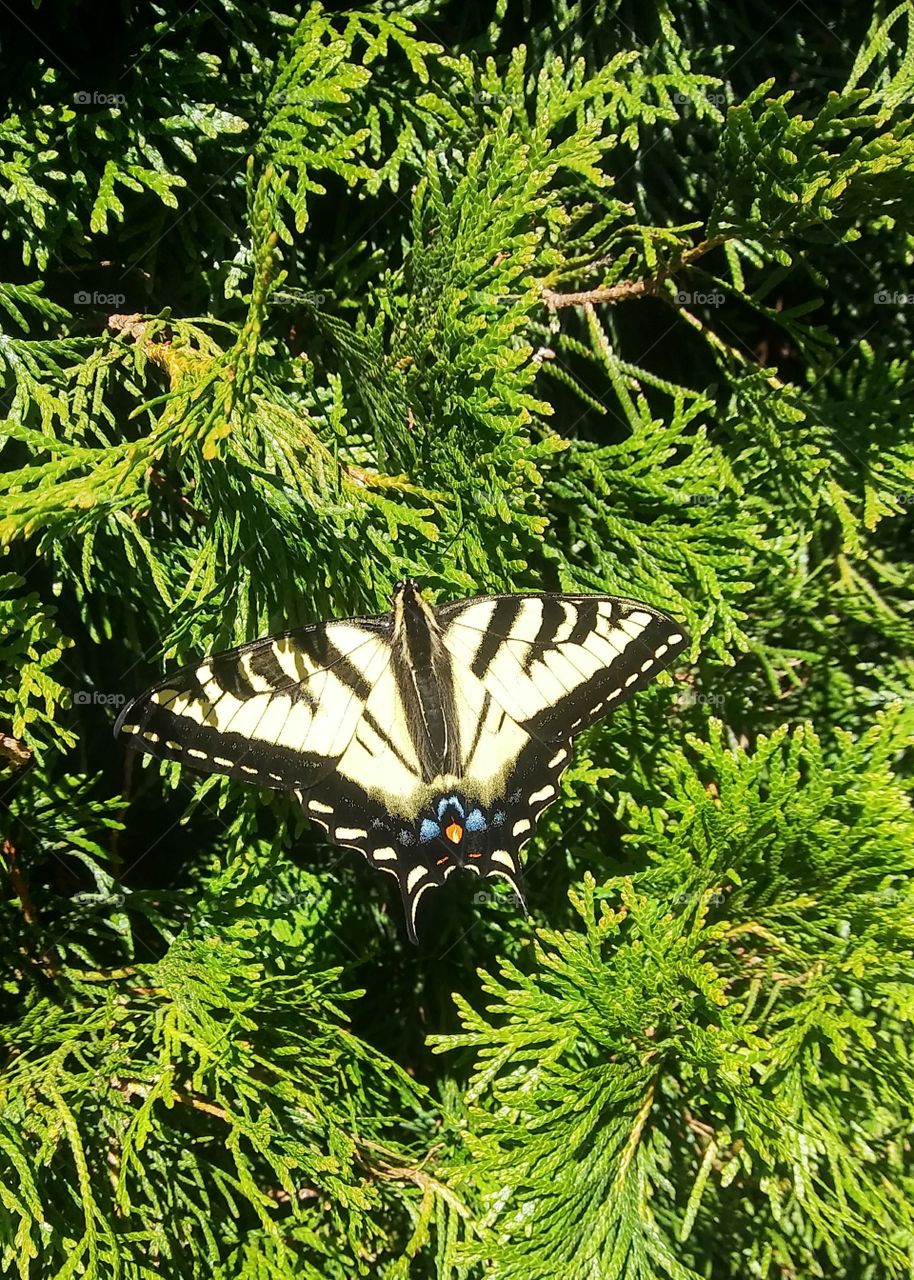 butterfly beauty