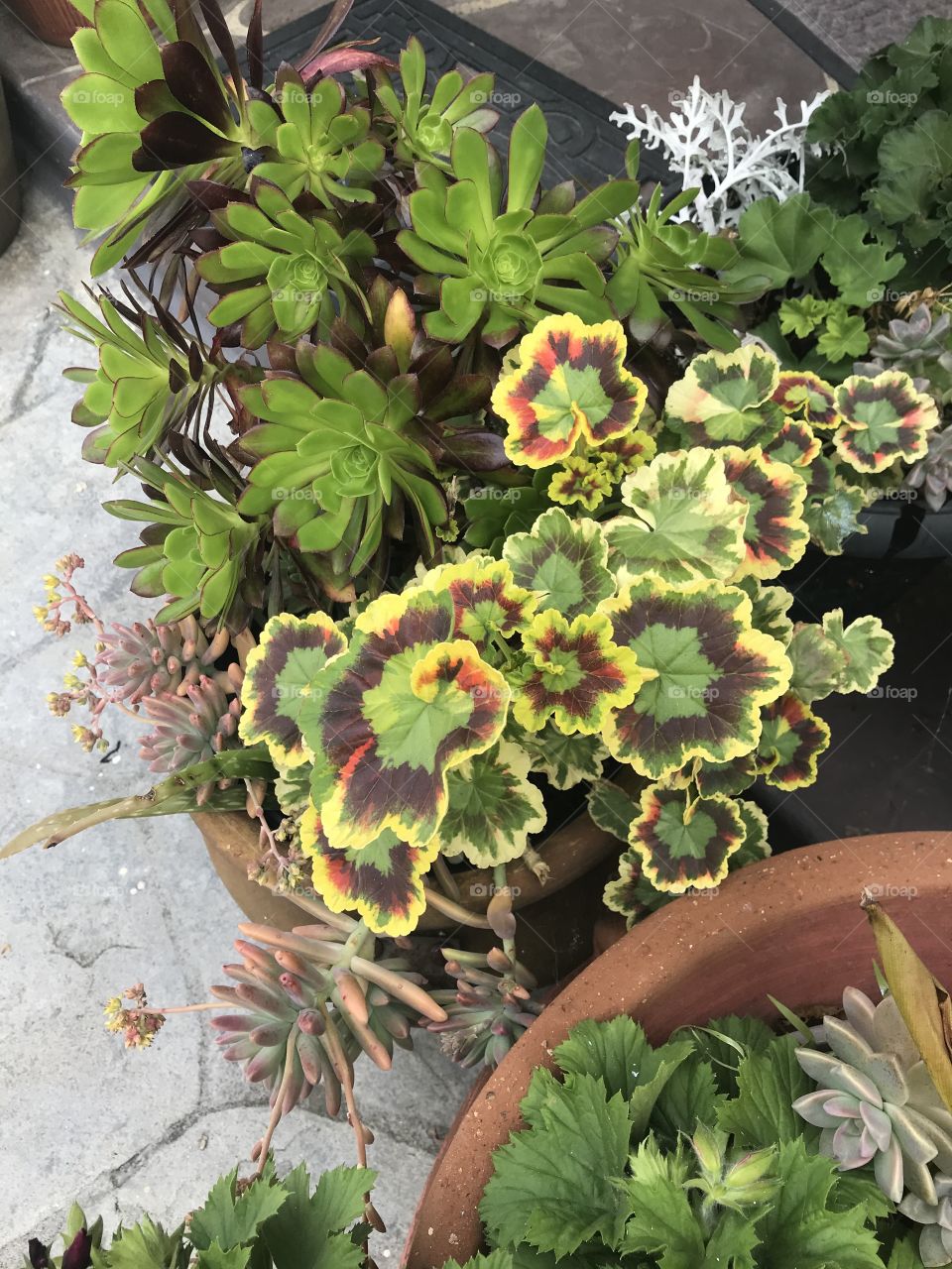 Mrs. Quilter geraniums with aeoniums