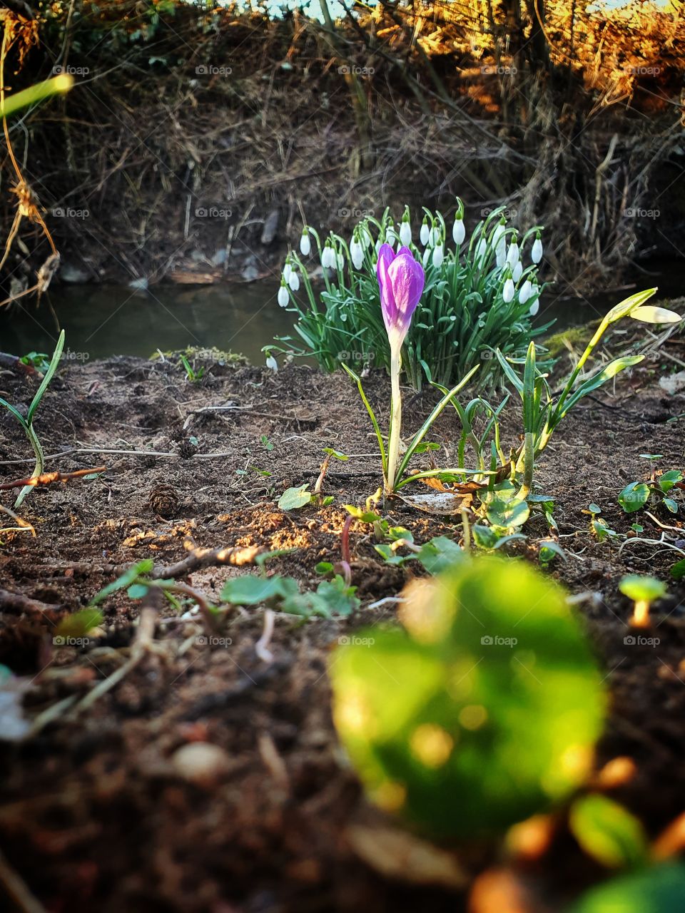 coloured spring flowers