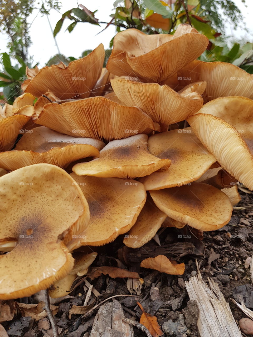 Armillaria sp, honey mushroom. gold coulor fungi growing amongst plants. Nottingham University.