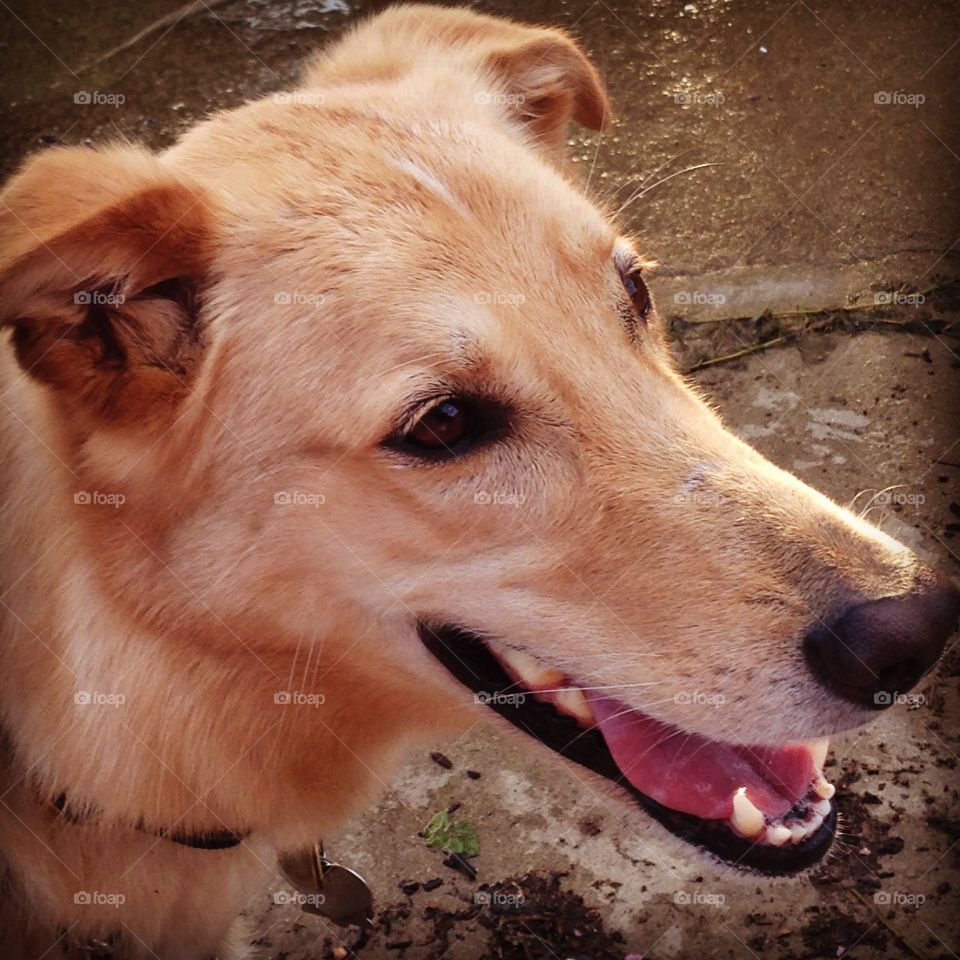 Yellow Labrador / German Shepard mix rescued from local shelter to his forever home. 