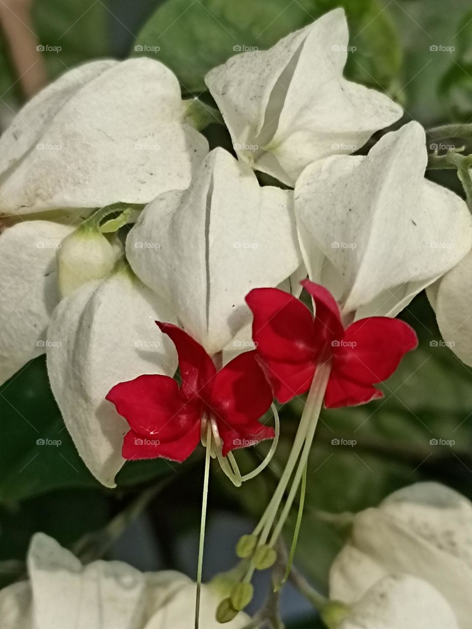 beautiful combination of white red and green. humming birds choice.