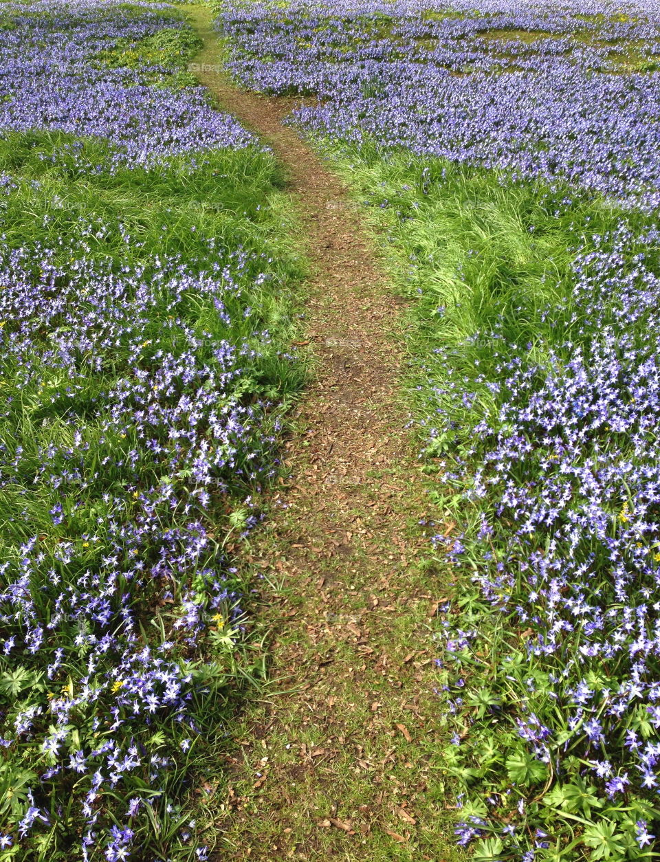 High angle view of footpath