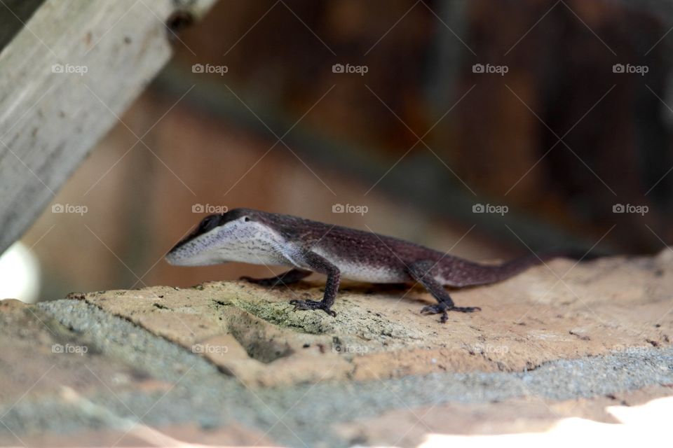Brown lizard on a brick wall