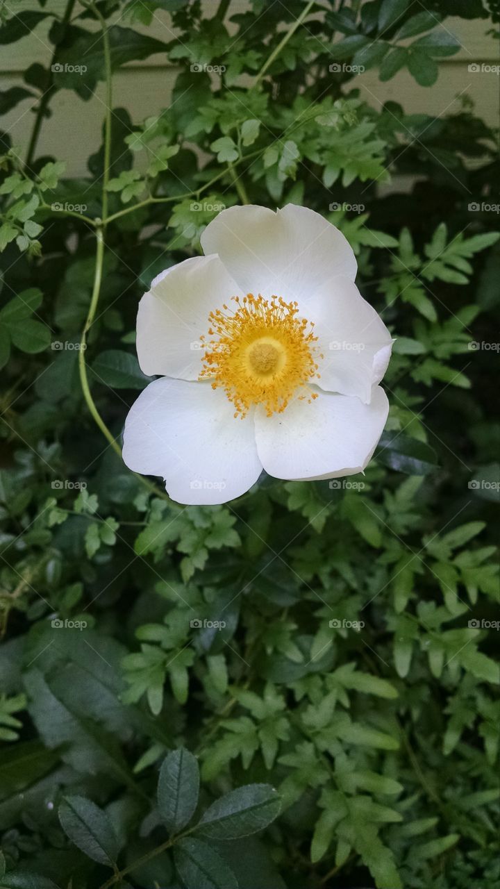 Single White Flower