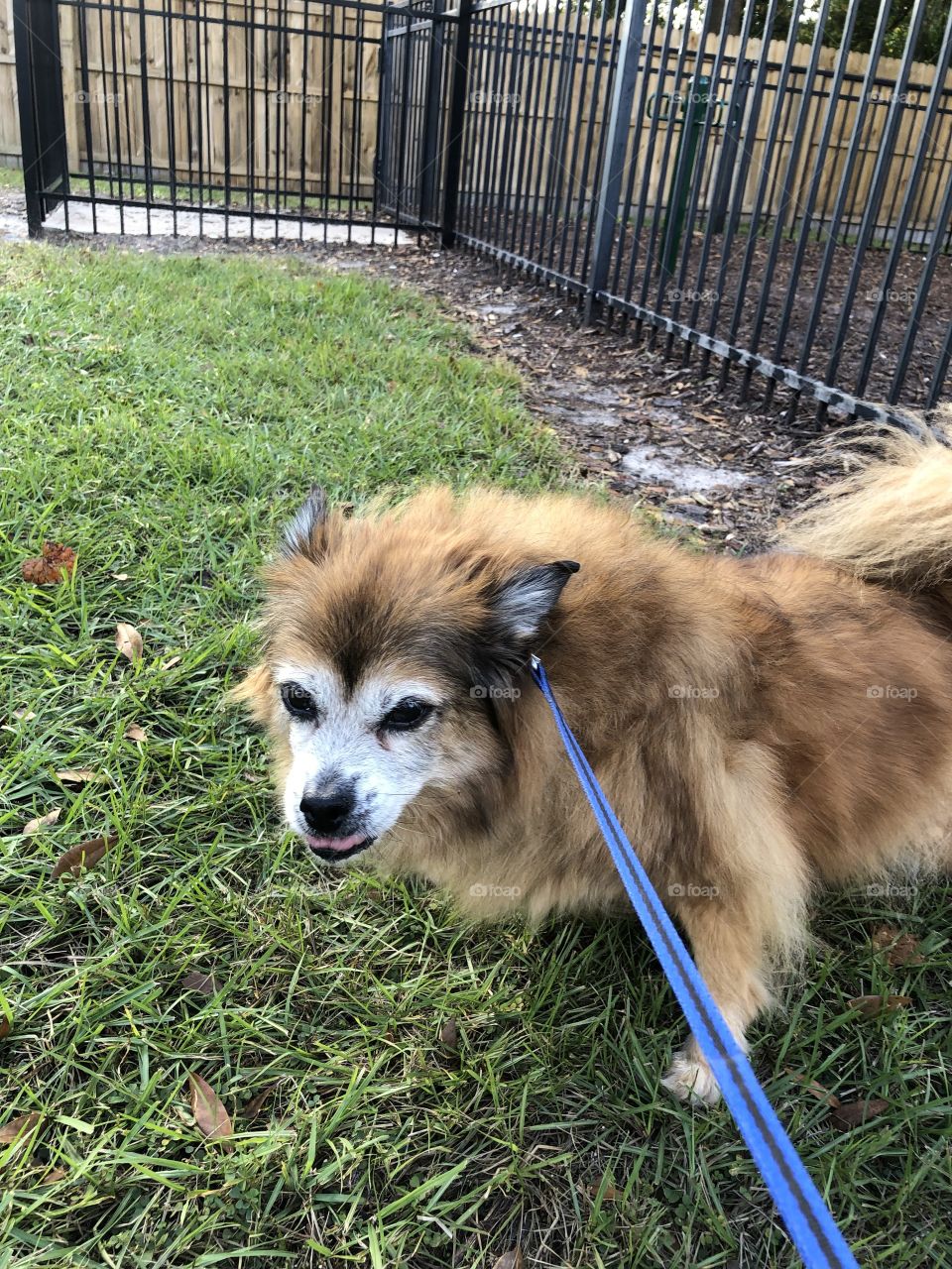 Sweet old Pomeranian on his leash at the dog park