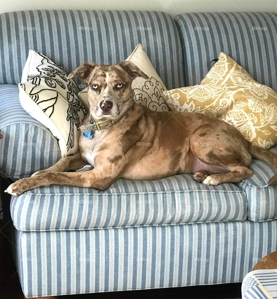 Catahoula Leopard Dog. Catahoula Leopard Dog on couch.  Dog on couch 