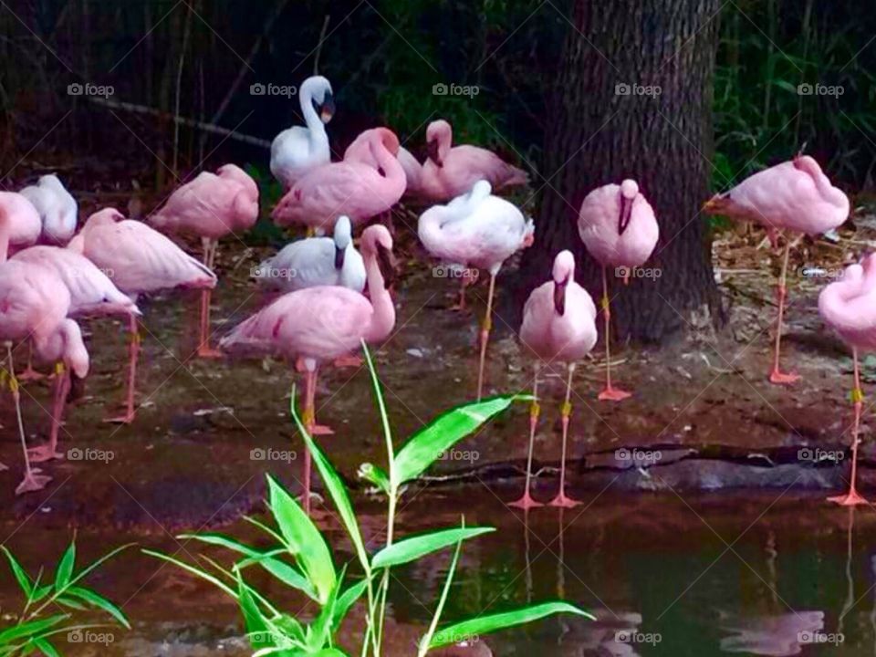 Pink flamingos 