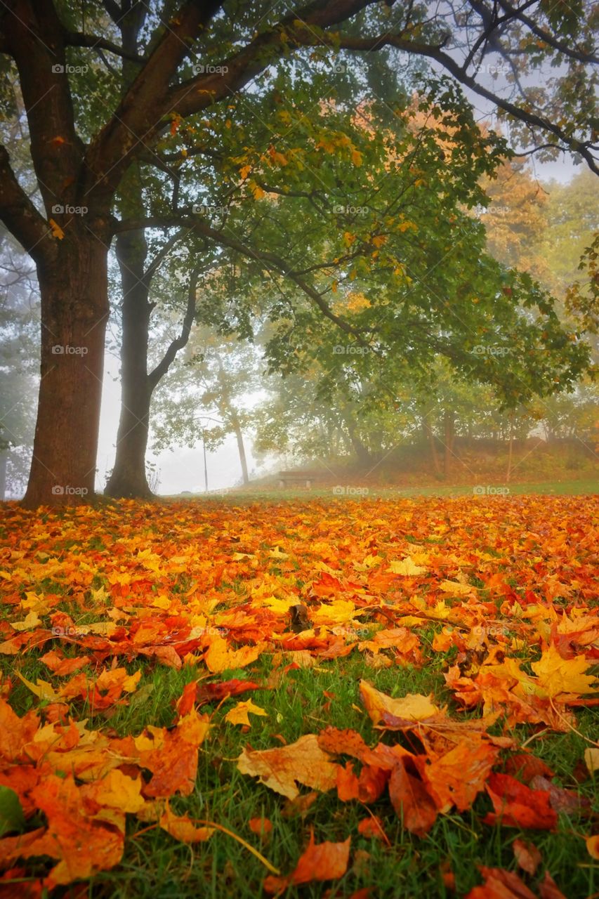 Autumn trees