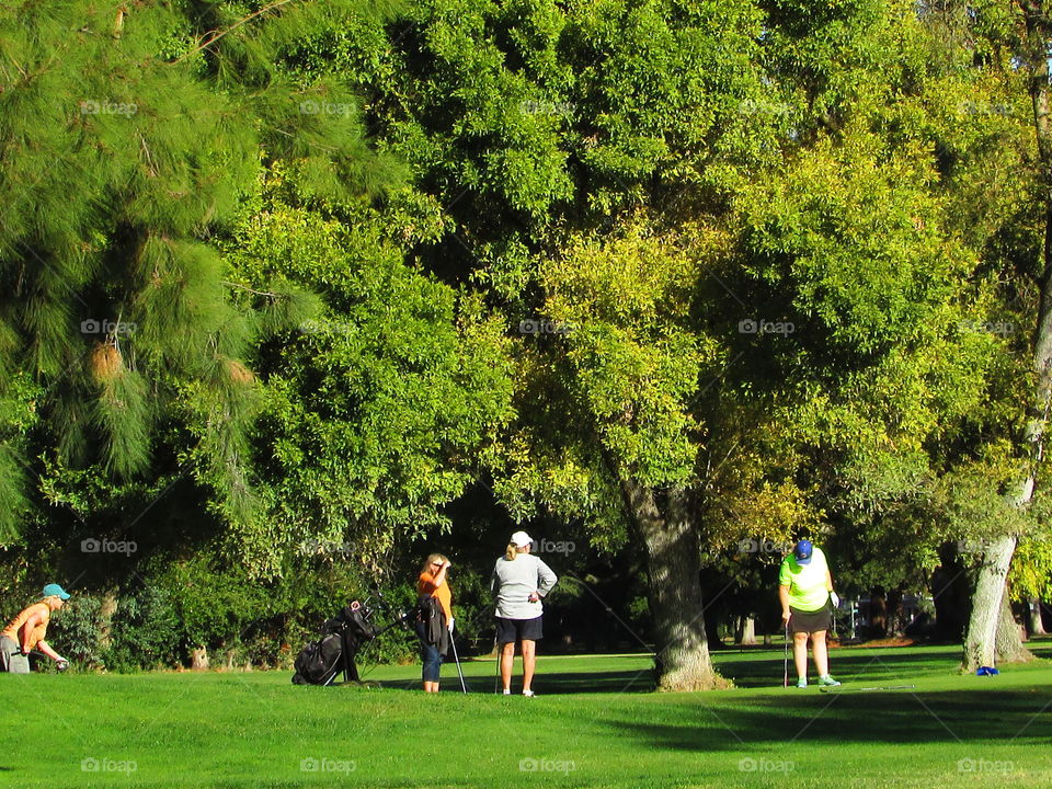 Tree, Grass, Park, Nature, Landscape