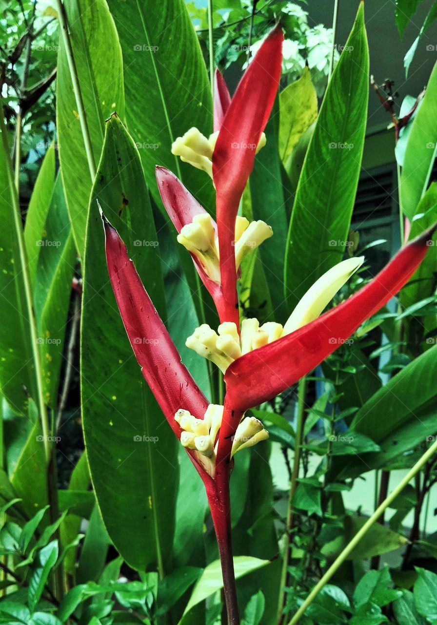 guess what flower is it