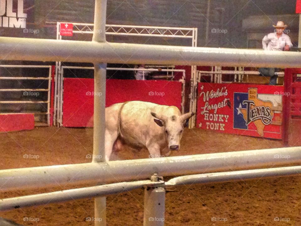 Horns up . Bull in rodeo arena