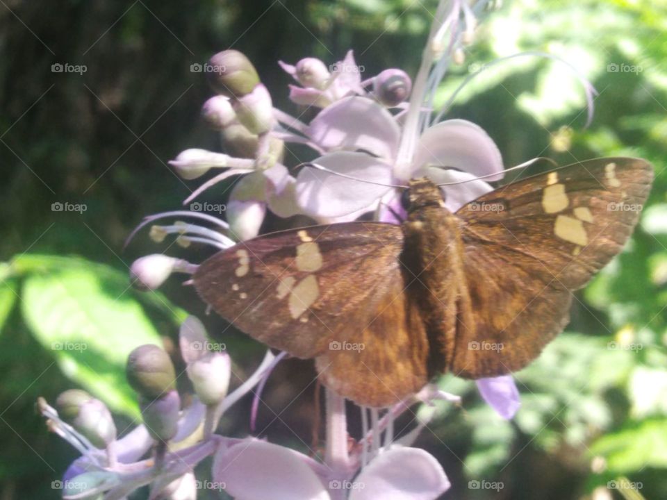 The butterfly is sucking the nextar