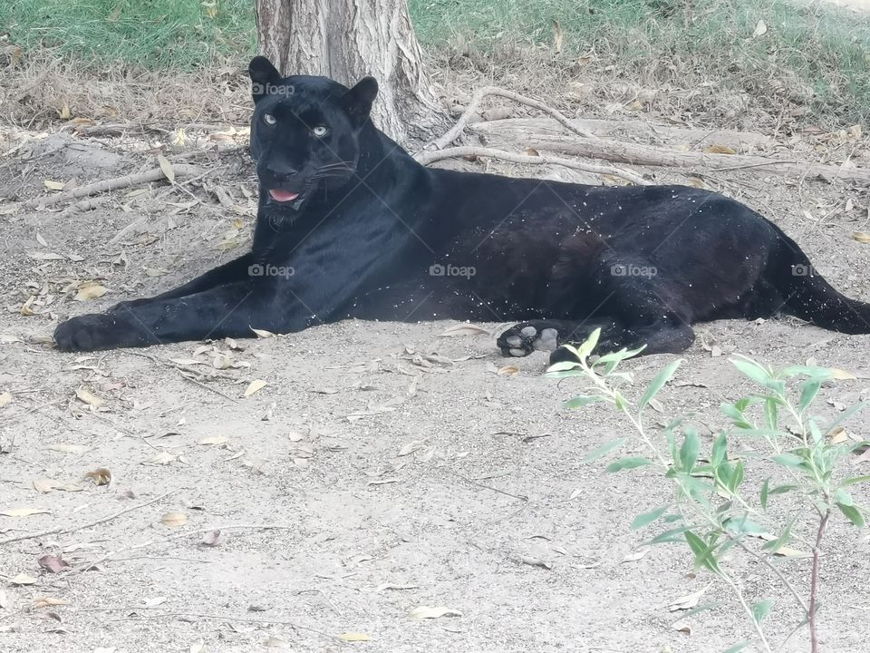 A black panther is the melanistic colour variant of the leopard and the jaguar. 