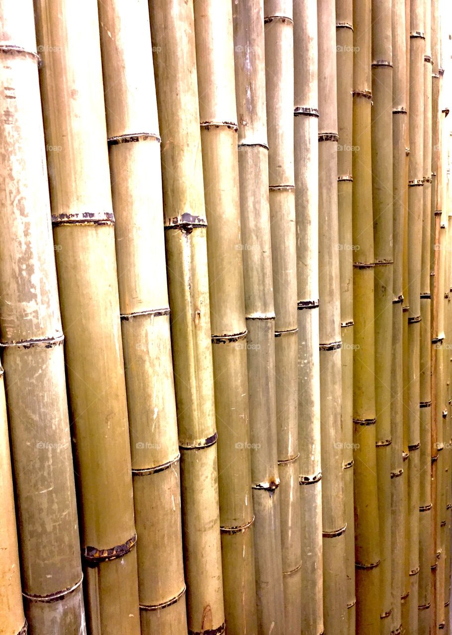 Bamboo 