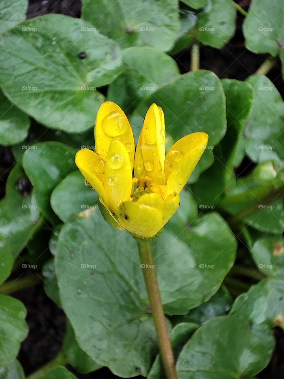 A beautiful yellow flower enjoying the life-giving drops of the first spring rainfall.