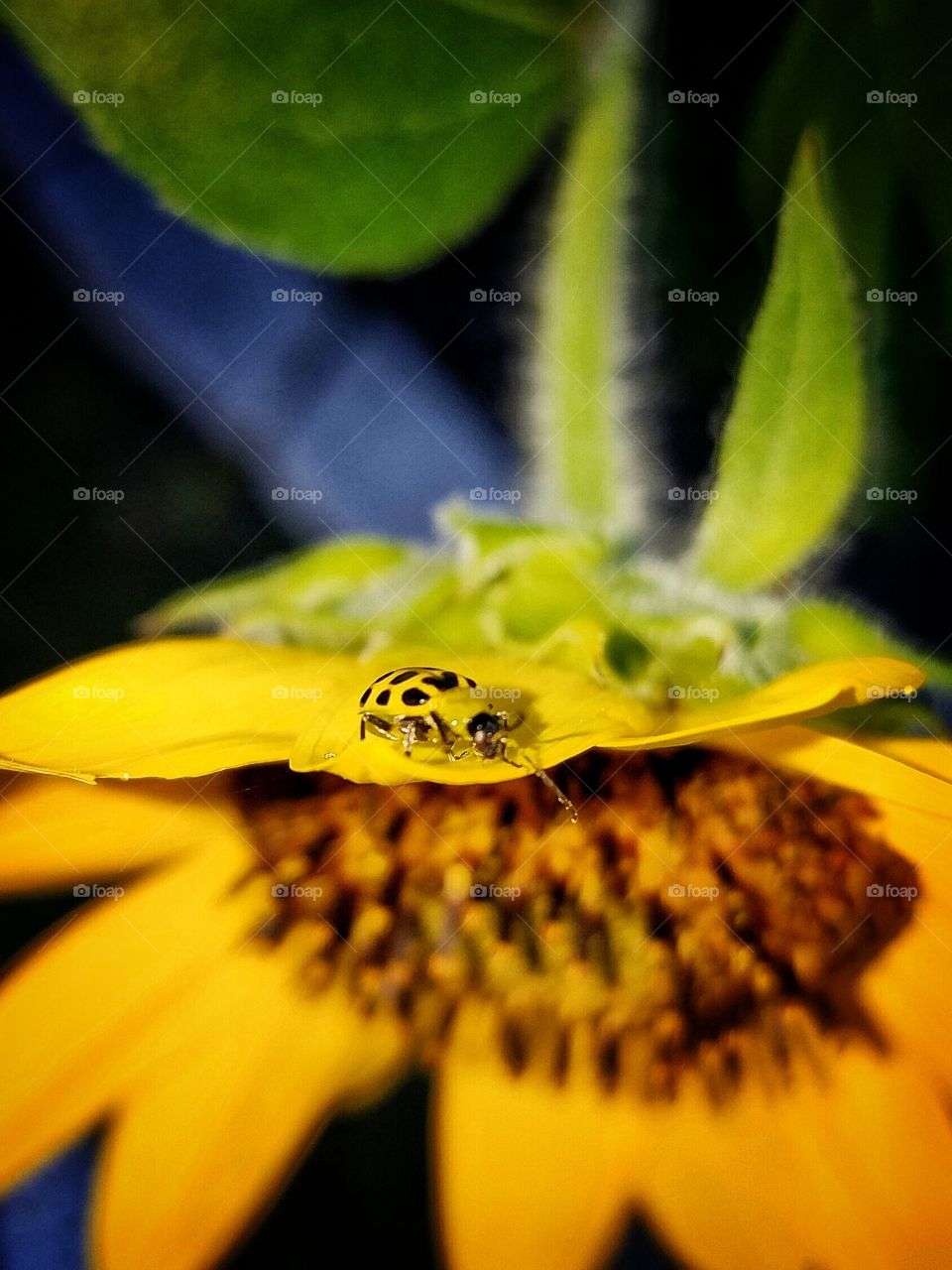 insect on a sunflower